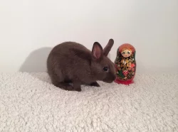 Zakrslé králíčky